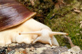 Archachatina puylaerti albino body adult